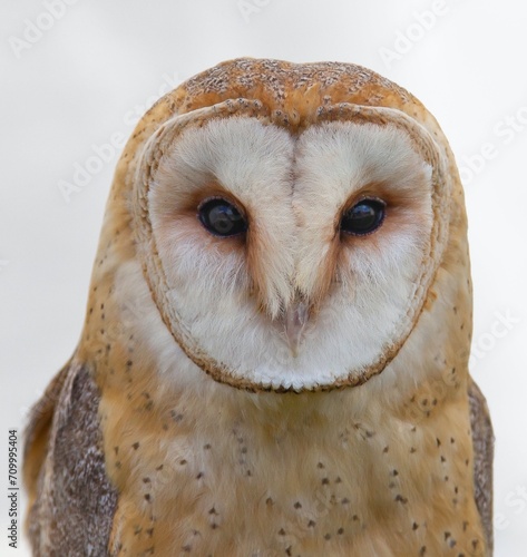 the sharp gaze of an owl