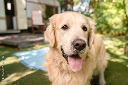 Closeup image of happy adult dog pet domestic animal golden retriever labrador walking in park forest outdoors outside looking at the camera near trailer camper van traveling with owners © InsideCreativeHouse