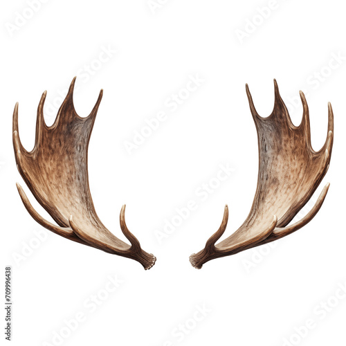 Moose antlers isolated on transparent background. Overlay of moose antlers close-up for insertion. A design element to be inserted into a design or project.