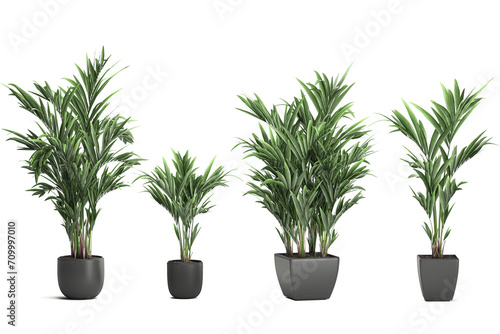 3D digital render of plant palm trees in a pot isolated on white background