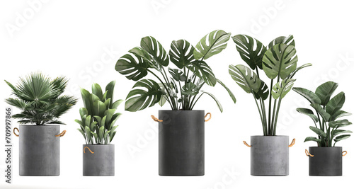 3D digital render of monstera plant in a pot isolated on white background
