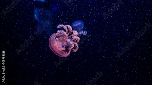 jellyfish, water, blue, sea