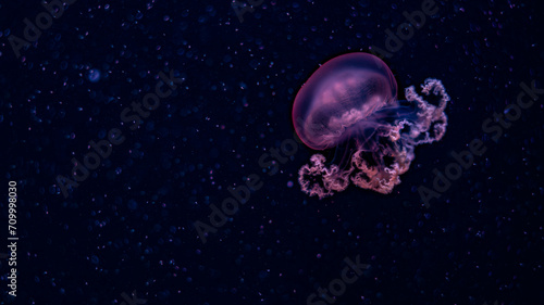 jellyfish, water, blue, sea