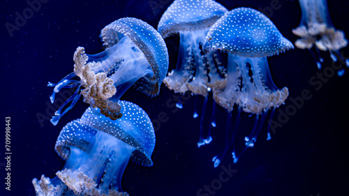jellyfish, water, blue, sea