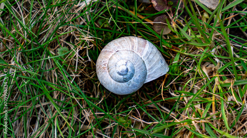 shell, nature