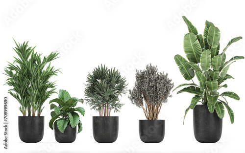 3D digital render of plant in a pot isolated on white background