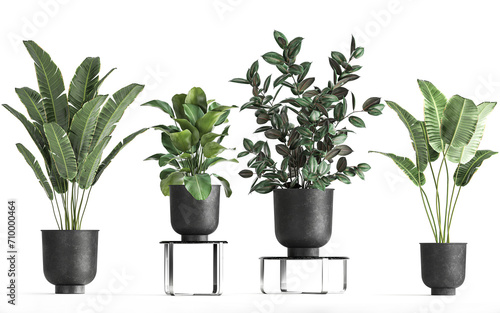 3D digital render of plant ficus tree in a pot isolated on white background