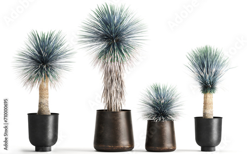 3D digital render of plant in a pot isolated on white background dracaena yucca