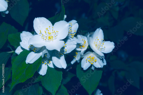 White jasmine The branch delicate spring flowers