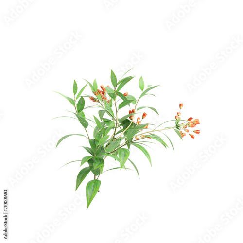 3d illustration of creep plant Bomarea multiflora isolated on black background © TrngPhp