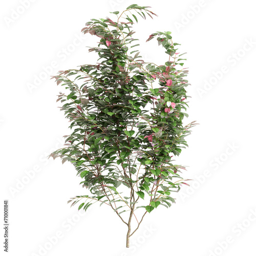 3d illustration of creep plant Actinidia kolomikta isolated on black background