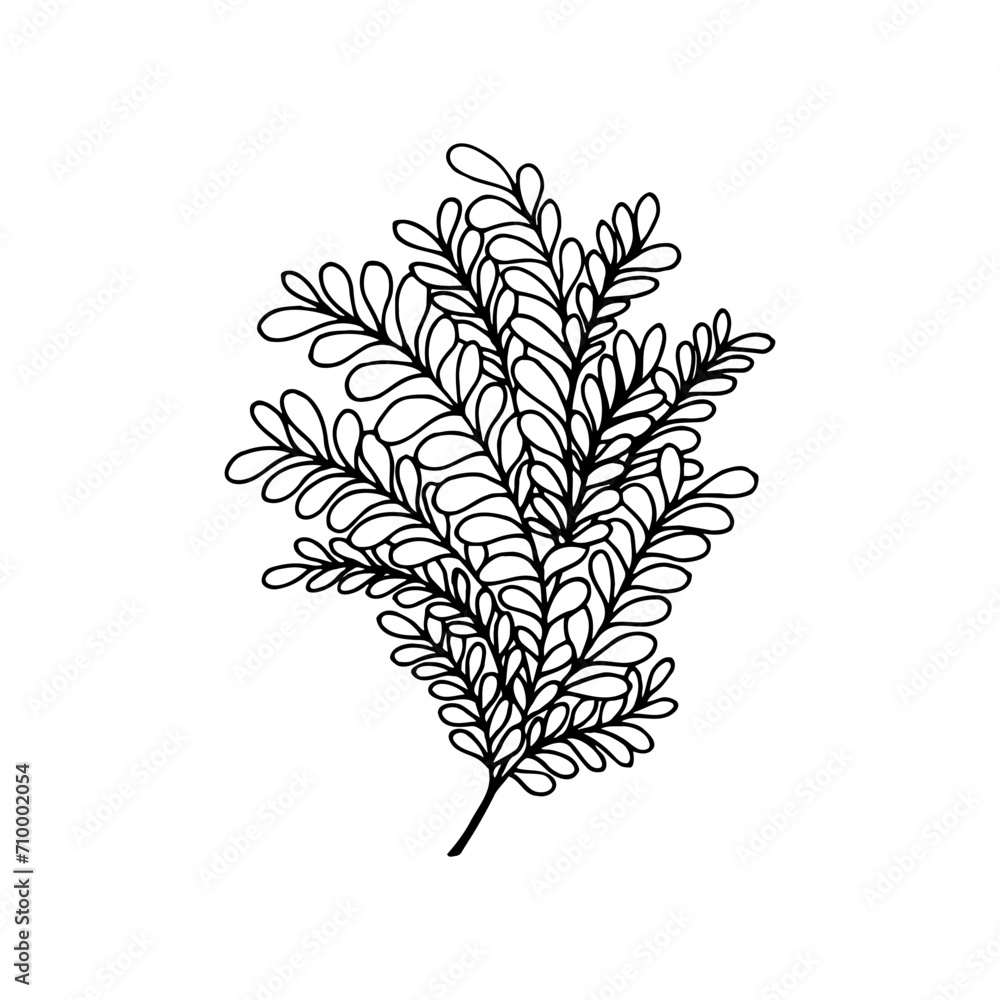Ornamental plant. Vector stock illustration eps10. Hand drawing. Outline, isolate on a white background. Ornamental plant. Vector stock illustration eps10. Hand drawing. Outline, isolate on a white background.