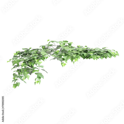 3d illustration of hanging plant Hedera canariensis isolated on black background