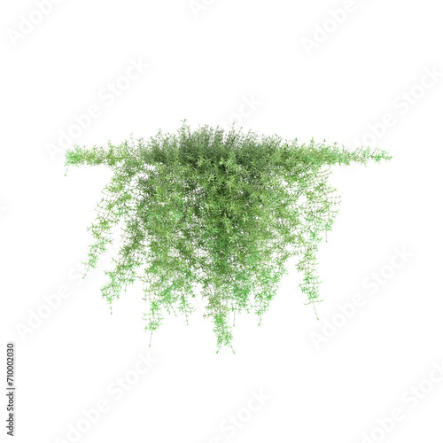 3d illustration of hanging plant Asparagus densiflorus isolated on black background