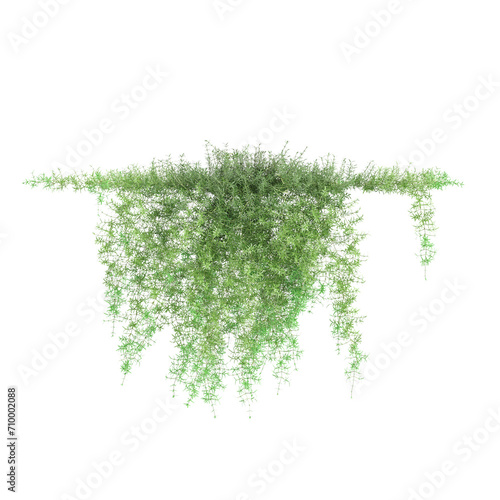 3d illustration of hanging plant Asparagus densiflorus isolated on black background