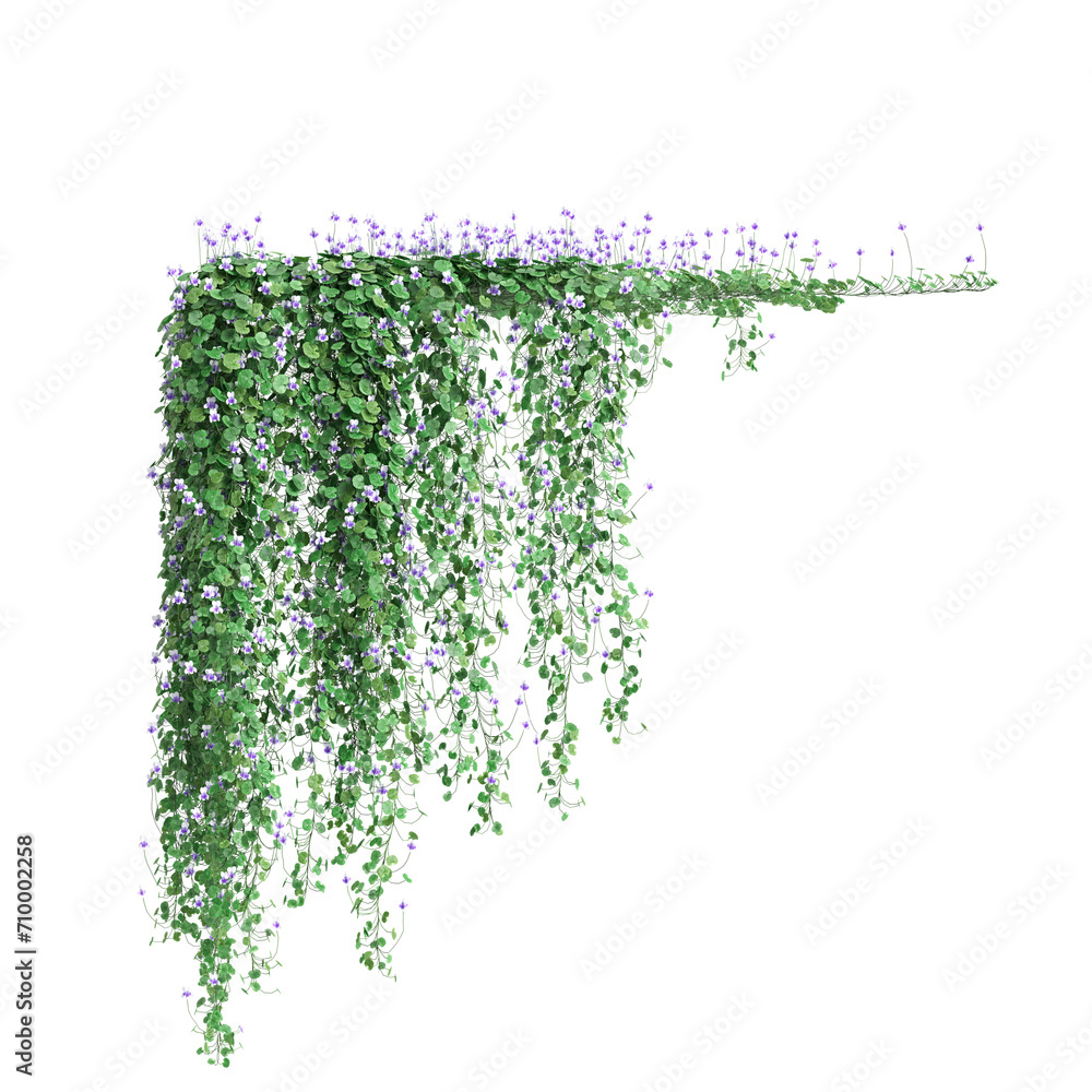 3d illustration of hanging plant Viola hederacea isolated on black background