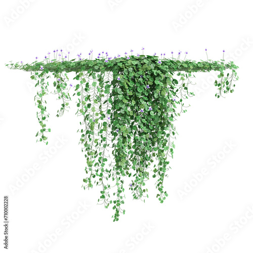 3d illustration of hanging plant Viola hederacea isolated on black background photo