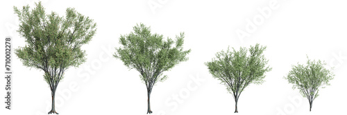 3d illustration of set Zelkova serrata tree isolated on black background photo