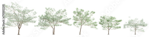 3d illustration of set Cornus florida tree isolated on black background