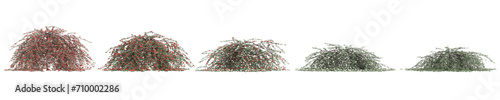 3d illustration of set Cotoneaster dammeri bush isolated on black background photo