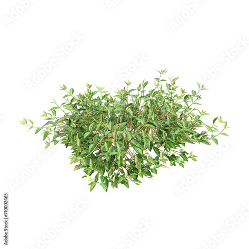 3d illustration of Trachelospermum asiaticum bush isolated on black background