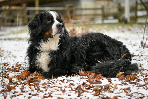 Bernese Mountain dog 