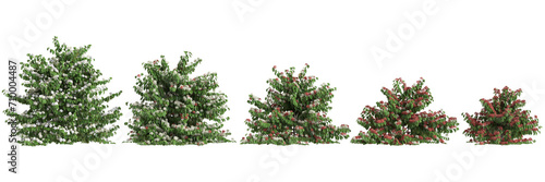 3d illustration of set Buxus sempervirens bush isolated on black background