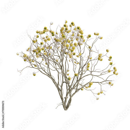 3d illustration of Edgeworthia flowering isolated on black background