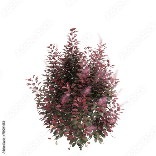 3d illustration of Cotinus coggygria bush isolated on black background photo