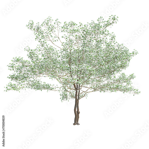 3d illustration of Cornus florida tree isolated on black background photo