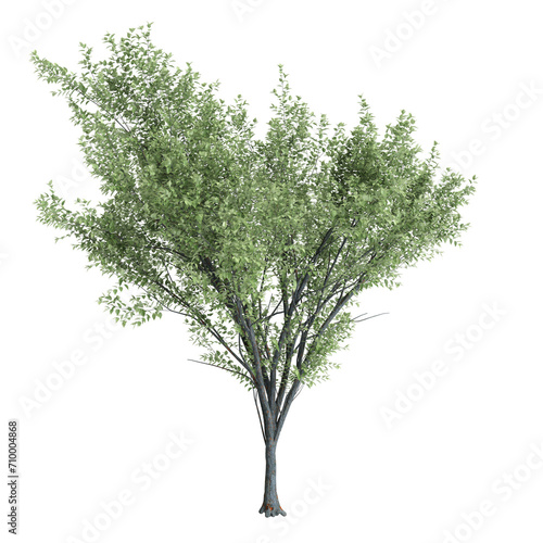 3d illustration of Zelkova serrata tree isolated on black background photo