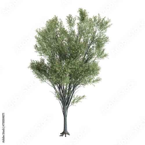 3d illustration of Zelkova serrata tree isolated on black background