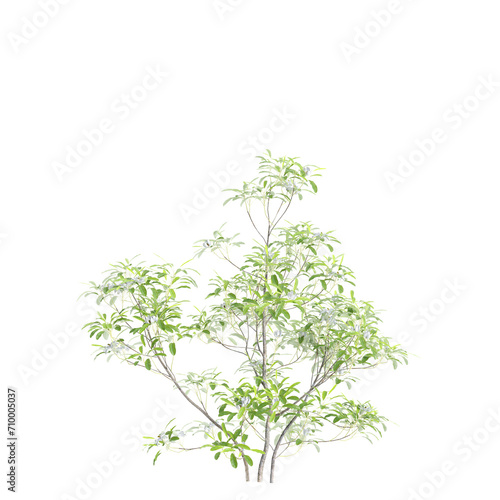 3d illustration of Magnolia virginiana tree isolated on black background
