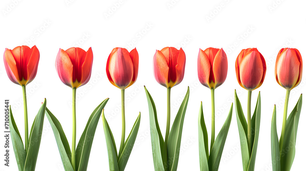 Tulips in a row isolated on a white background