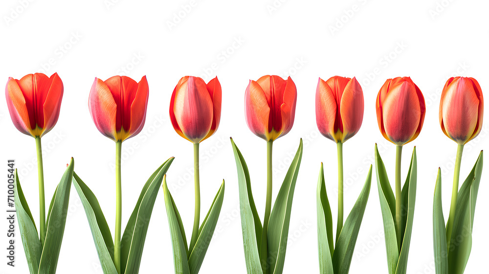 Tulips in a row isolated on a white background Tulips in a row isolated on a white background