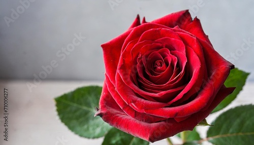 here s a red rose photo