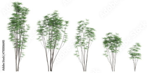 3d illustration of set Toona sinensis tree isolated on black background