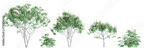 3d illustration of set Aesculus parviflora tree isolated on black background