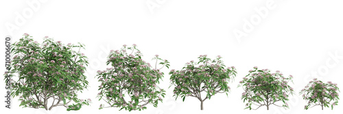 3d illustration of set Kalmia latifolia bush isolated on black background photo