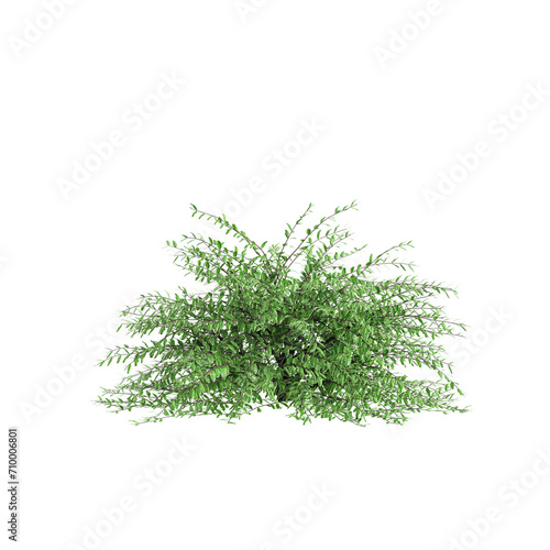 3d illustration of Lonicera nitida bush isolated on black background photo