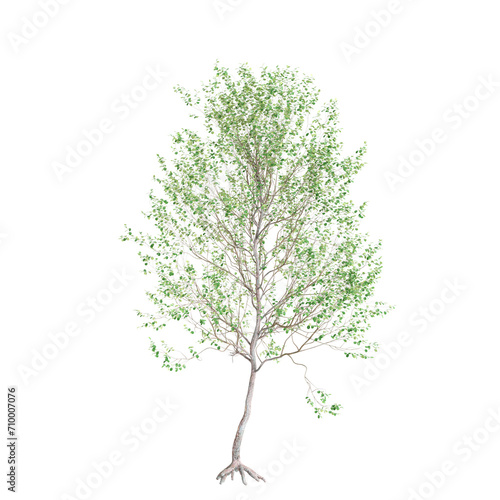 3d illustration of Alnus glutinosa tree isolated on black background