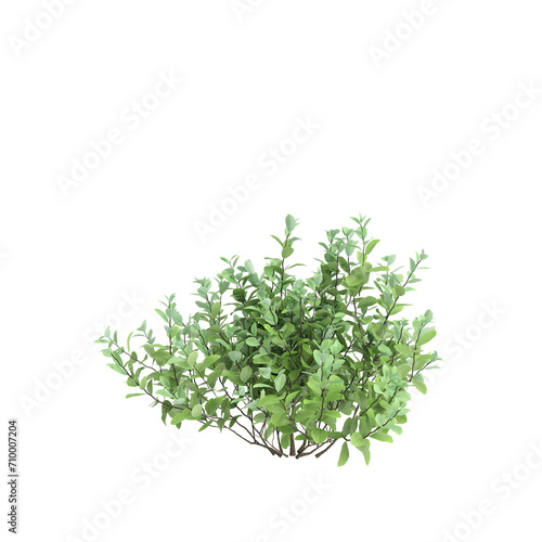 3d illustration of Zenobia pulverulenta bush isolated on black background