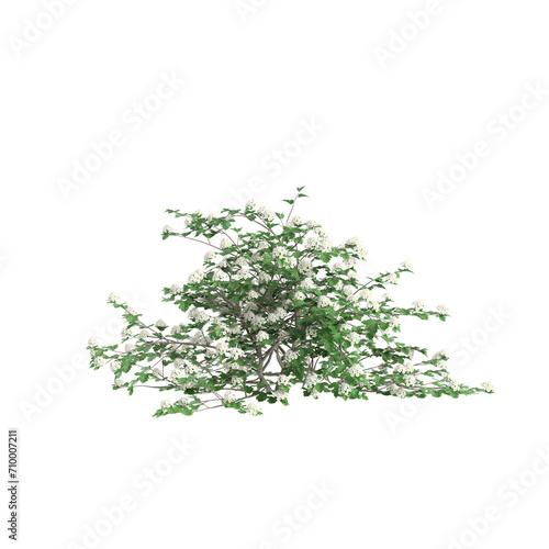 3d illustration of Physocarpus opulifolius bush isolated on black background