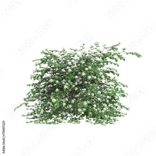 3d illustration of Physocarpus opulifolius bush isolated on black background photo