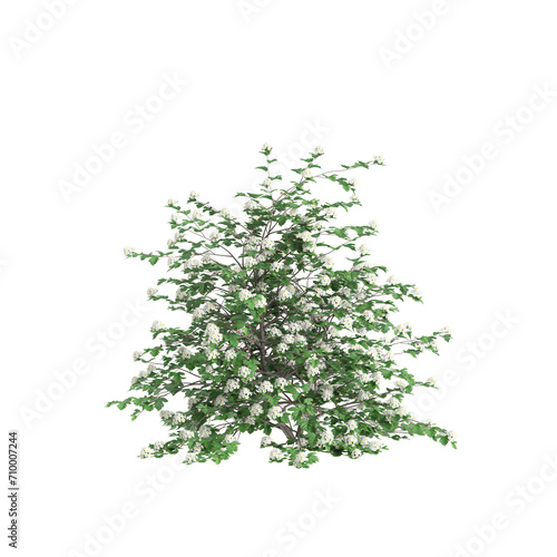 3d illustration of Physocarpus opulifolius bush isolated on black background photo