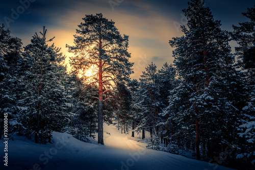 Winter landscape with forest  trees and sunrise. Winterly morning of a new day. Forest in the Russia.