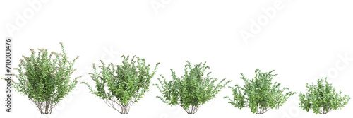 3d illustration of set Zenobia pulverulenta bush isolated on black background