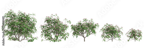 3d illustration of set Kalmia latifolia bush isolated on black background photo