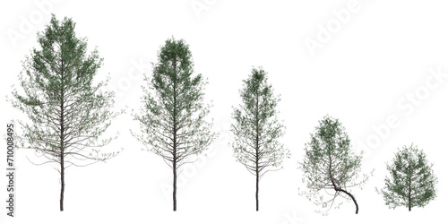 3d  illustration of set Pseudotsuga menziesii tree isolated on white background photo