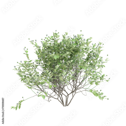 3d illustration of Cephalanthus occidentalis bush isolated on black background